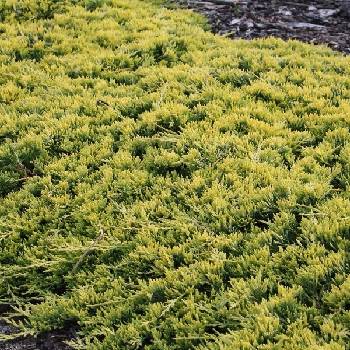 Можжевельник горизонтальный Juniperus horizontalis 'Golden Carpet'